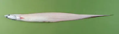 Longnose tapirfish (Polyacanthonotus challengeri)