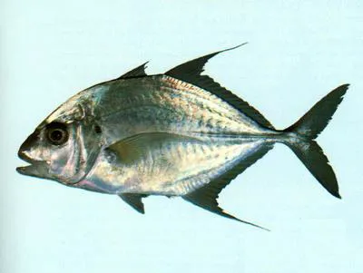 Longnose trevally (Carangoides chrysophrys)