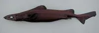 Longnose velvet dogfish (Centroscymnus crepidater)