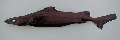 Longnose velvet dogfish (Centroscymnus crepidater)
