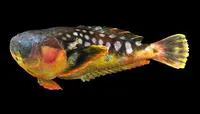 Longnosed stargazer (Ichthyscopus lebeck)