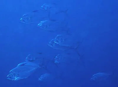 Longrakered trevally (Ulua mentalis)