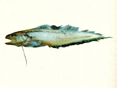 Longray cusk (Neobythites longipes)