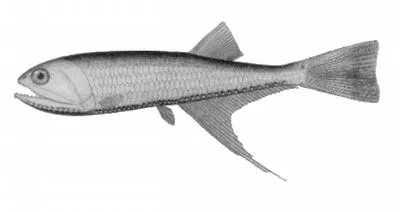 Longray fangjaw (Bonapartia pedaliota)