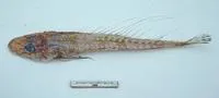 Longray ghost flathead (Hoplichthys filamentosus)