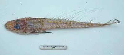 Longray ghost flathead (Hoplichthys filamentosus)