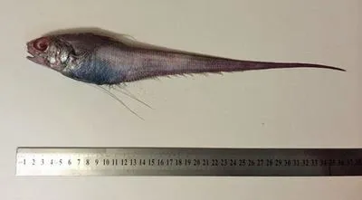 Longrayed whiptail (Coryphaenoides subserrulatus)