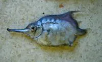 Longsnout bellowfish (Notopogon macrosolen)