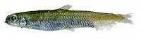 Longsnout blacksmelt (Dolicholagus longirostris)