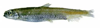 Longsnout blacksmelt (Dolicholagus longirostris)