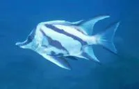 Longsnout boarfish (Pentaceropsis recurvirostris)