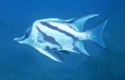 Longsnout boarfish (Pentaceropsis recurvirostris)