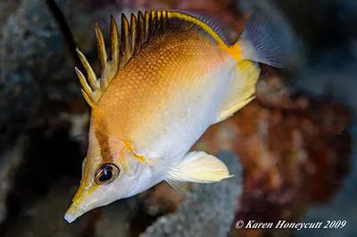 Longsnout butterflyfish (Prognathodes aculeatus)