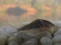 Longsnout corydoras (Corydoras treitlii)
