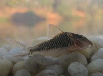 Longsnout corydoras (Corydoras treitlii)