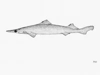 Longsnout dogfish (Deania quadrispinosa)