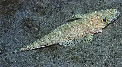 Longsnout flathead (Thysanophrys chiltonae)