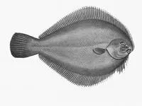 Longsnout flounder (Ammotretis rostratus)