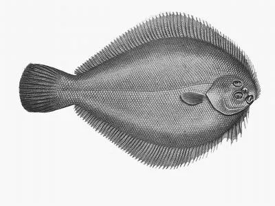 Longsnout flounder (Ammotretis rostratus)