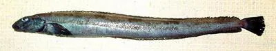 Longsnout prickleback (Lumpenella longirostris)