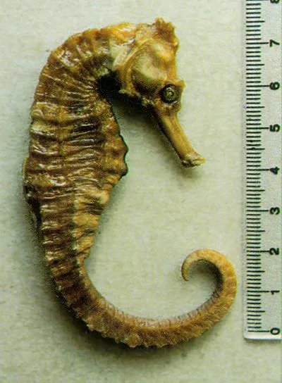 Longsnout seahorse (Hippocampus reidi)