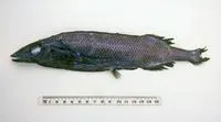Longsnout slickhead (Alepocephalus longirostris)