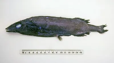 Longsnout slickhead (Alepocephalus longirostris)