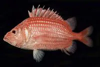 Longsnout soldier (Ostichthys archiepiscopus)