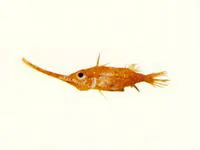 Longsnout spikefish (Halimochirurgus centriscoides)