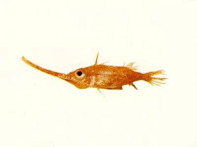 Longsnout spikefish (Halimochirurgus centriscoides)
