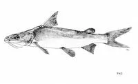 Longsnouted catfish (Plicofollis argyropleuron)
