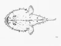 Longspine African angler (Lophiodes kempi)