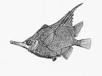 Longspine bellowfish (Notopogon xenosoma)