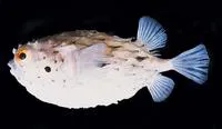 Longspine burrfish (Tragulichthys jaculiferus)