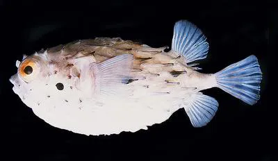 Longspine burrfish (Tragulichthys jaculiferus)