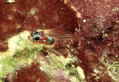 Longspine cardinalfish (Apogon doryssa)