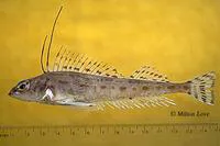 Longspine combfish (Zaniolepis latipinnis)