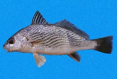 Longspine drum (Umbrina analis)