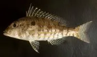Longspine emperor (Lethrinus genivittatus)