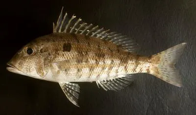 Longspine emperor (Lethrinus genivittatus)