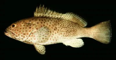 Longspine grouper (Epinephelus longispinis)