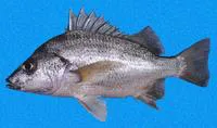 Longspine grunt (Pomadasys macracanthus)
