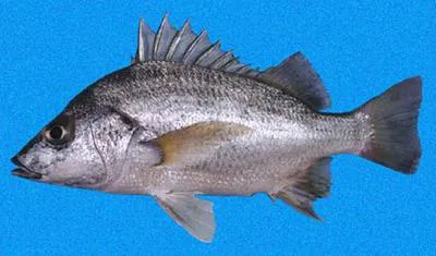 Longspine grunt (Pomadasys macracanthus)