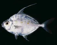 Longspine ponyfish (Leiognathus longispinis)
