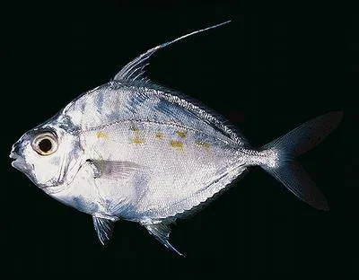 Longspine ponyfish (Leiognathus longispinis)