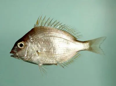Longspine porgy (Stenotomus caprinus)