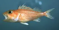 Longspine scorpionfish (Pontinus longispinis)