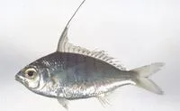 Longspine silverbiddy (Gerres macracanthus)