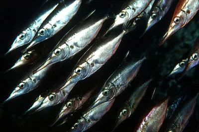 Longspine snipefish (Macroramphosus scolopax)
