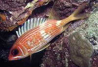 Longspine squirrelfish (Holocentrus rufus)